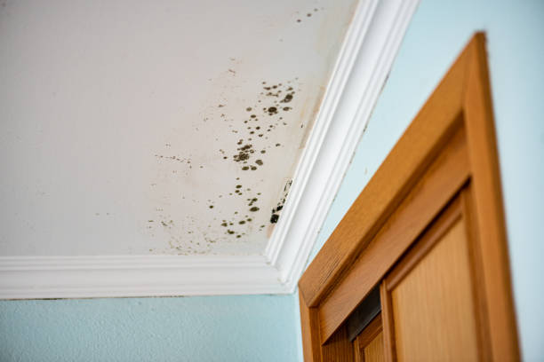 Best Mold Damage Repair  in Sebastian, FL