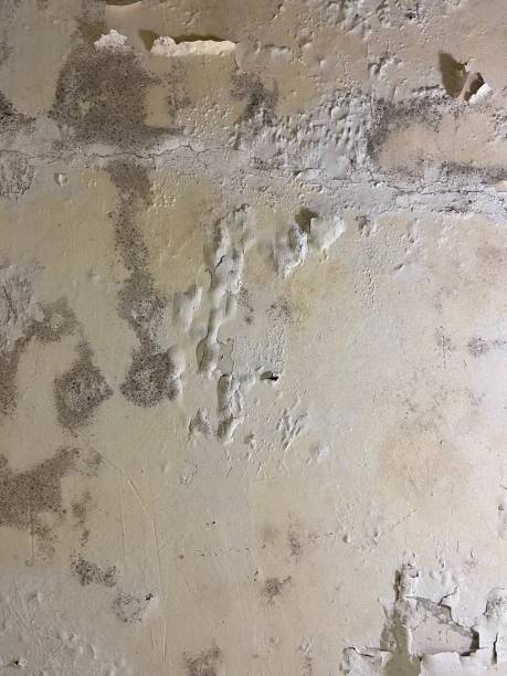 Best Local Mold Removal Service  in Sebastian, FL