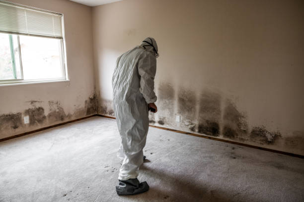 Best Residential Mold Removal  in Sebastian, FL