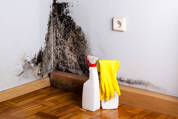 Best Affordable Mold Removal  in Sebastian, FL