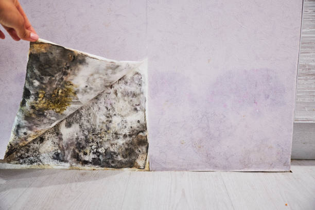 Trusted Sebastian, FL Mold Removal Experts